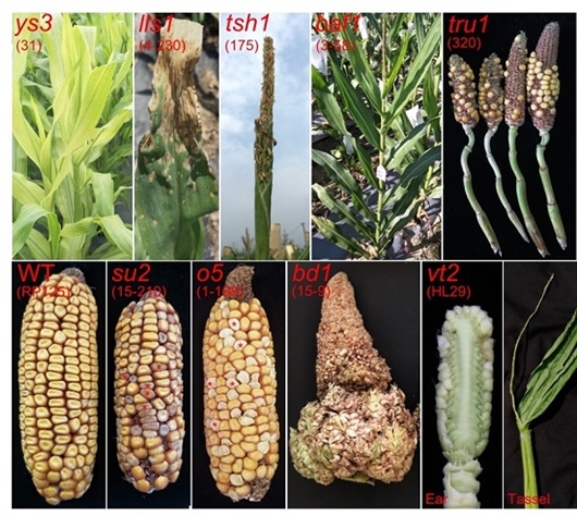 植物杂志黄金组合深挖玉米新基因助力种质改良