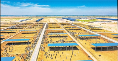 <p>    对环境“挑剔”的灰鹤在大武口区歇脚。近年来，大武口区环境显著改善，被评为全国第四批“绿水青山就是金山银山”实践创新基地。</p>