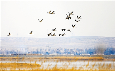 <p>对环境“挑剔”的灰鹤在大武口区歇脚。近年来，大武口区环境显著改善，被评为全国第四批“绿水青山就是金山银山”实践创新基地。</p>