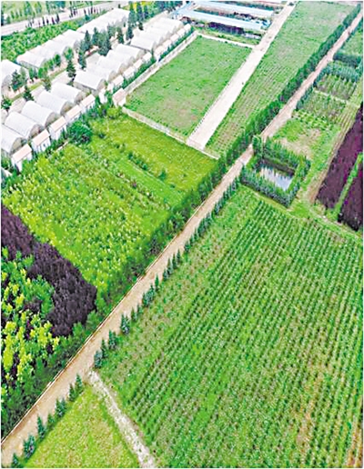 <p>　　宁夏皇达生物科技股份有限公司苗木基地。　　　　　　　　　　　　　　　　　　　　　　　　（图片由受访者提供）</p>