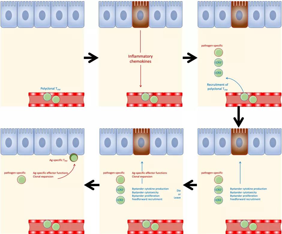 science immunology:科學家發現新的t細胞活化途徑 學