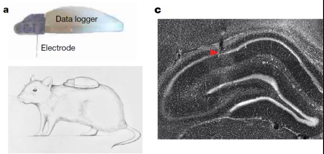 大鼠海马定位示意图图片
