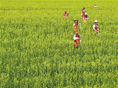 <p>　　吴忠黄花菜产业产销两旺。</p>