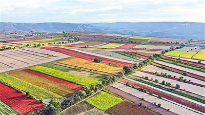 <p>　　塬上多姿多彩。</p>