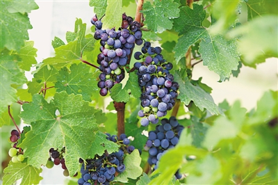 <p>　　罗山东麓葡萄熟了。</p>