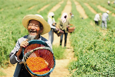 <p>　　杞农丰收笑开颜。</p>