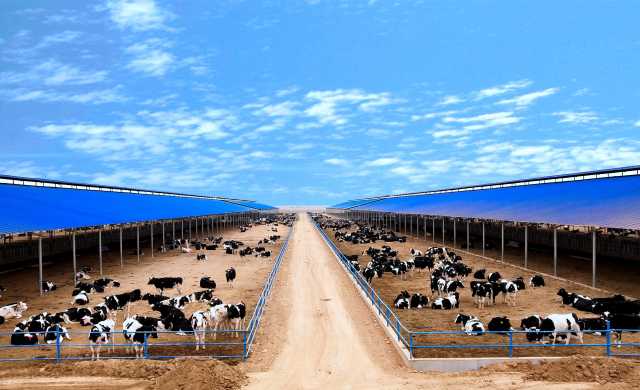 太阳梁乡万头奶牛养殖场 (2).jpg