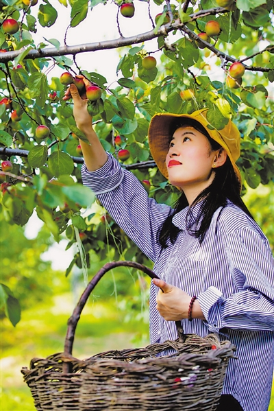 <p> 红梅杏助农增收。</p>