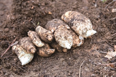 刚挖出来的波密天麻。