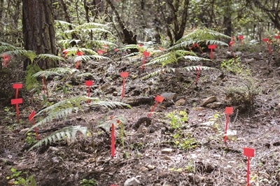 波密县东若村的藏天麻野生抚育基地里，红色牌子下种着由蜜环菌供养的天麻种子。  
