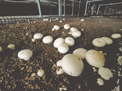 <p> 一个个白净的蘑菇。</p>