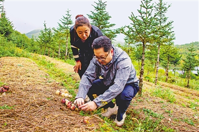 <p> 林戎斌教授在菌菇基地指导种植技术。</p>