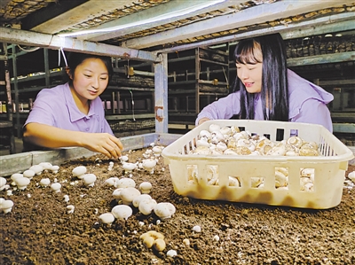 <p> 游客在采摘蘑菇。</p>