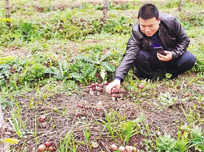 <p> 柳志清在查看菌菇生长情况。</p>