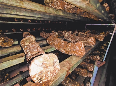 <p> 基地生产的菌棒。</p>