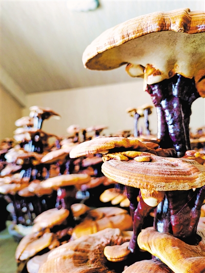 <p> 六盘山菌菇生产基地培育的灵芝盆景。</p>