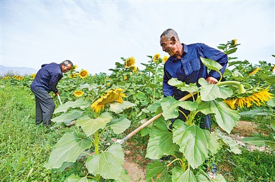<p> 清晨时分,村民杨凤武(右)王勤孝(左)在向日葵地里除草,这份工作能为他们带来可观收入。</p>