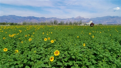 <p> 近千亩向日葵花海绘出乡村振兴新画卷。</p>