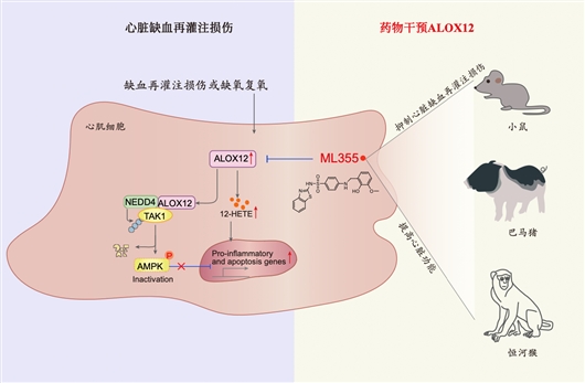 科學家發現改善急性心肌缺血再灌注損傷潛在藥物