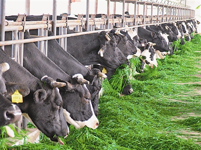 <p>    燕子墩乡富硒奶畜产业。</p>