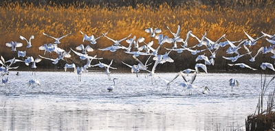 <p>    银河村水域群鸟翱翔。</p>