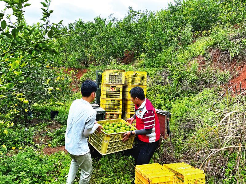 新平村驻村工作队员协助果农采收外运。
