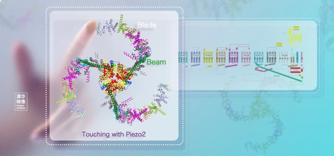 肖百龙解读诺贝尔奖：Piezo的发现故事和未解之谜