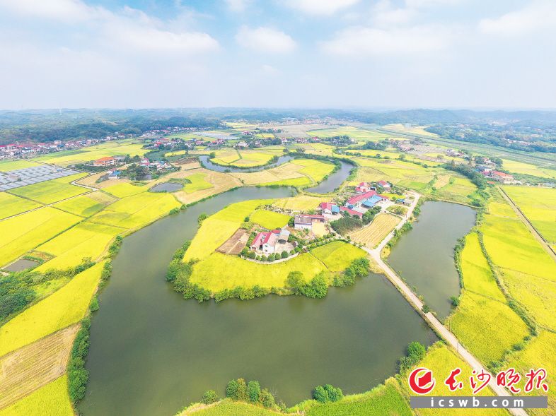 近年来，长沙县不遗余力推动中央各项强农惠农富农政策落地生根，牢固树立粮食安全的红线意识，坚定扛起产粮大县重农抓粮的政治责任。章帝 摄