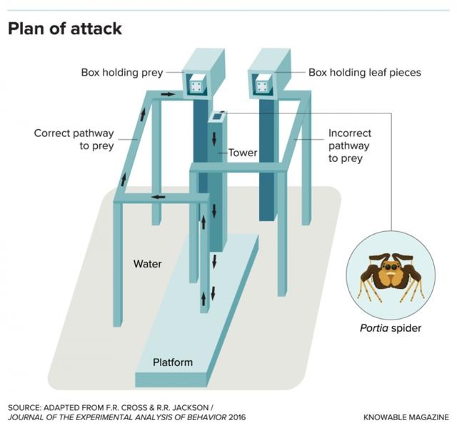 研究人员发现蜘蛛比你想象的要聪明得多
