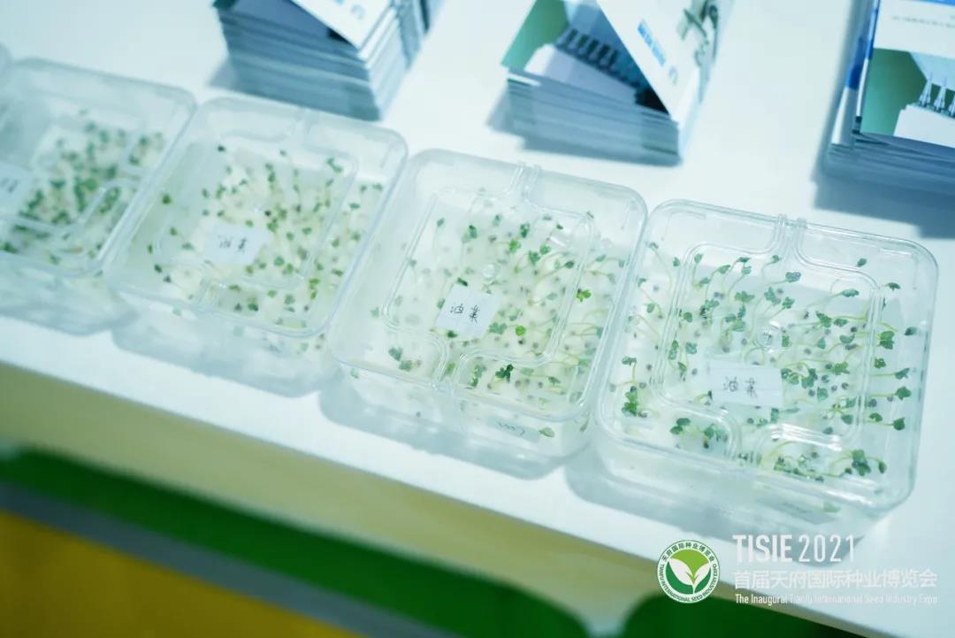 首届天府国际种业博览会37.jpg