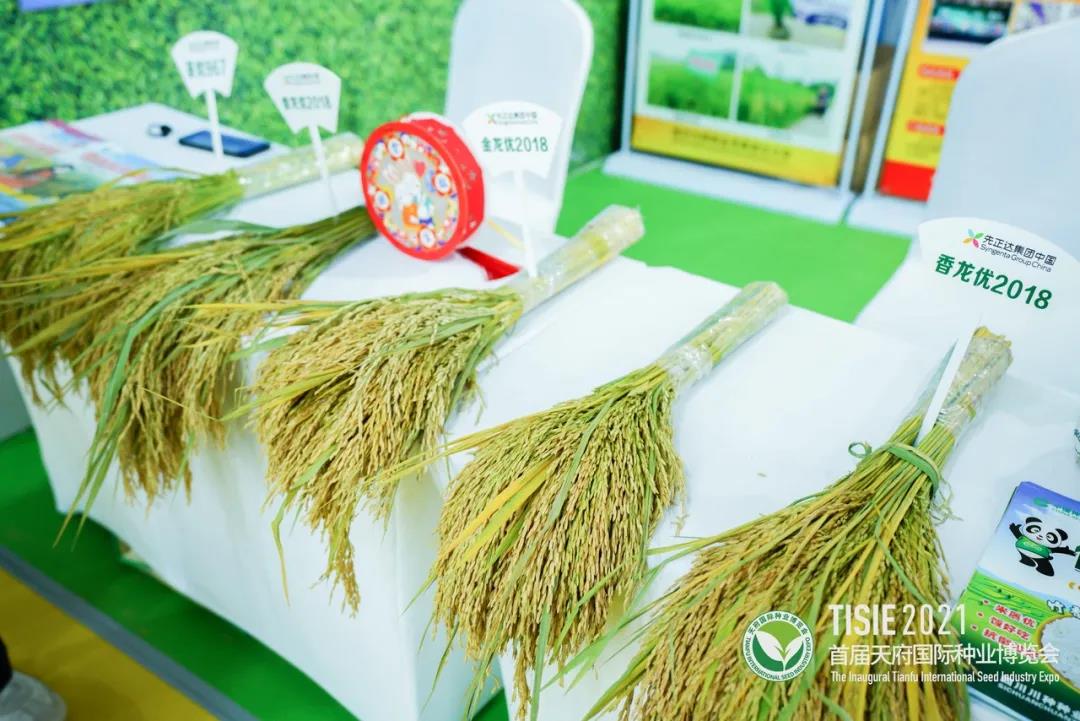 首届天府国际种业博览会38.jpg