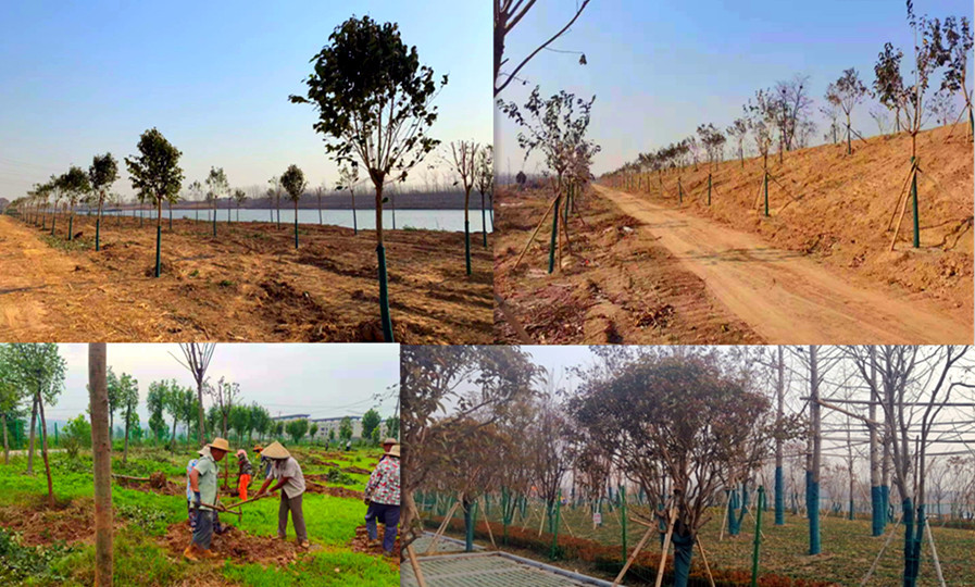 农田林地修复前后对比图