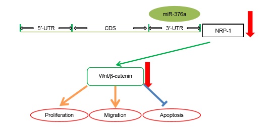 NRP-1对乳腺癌细胞生物学行为的影响及机制.jpg