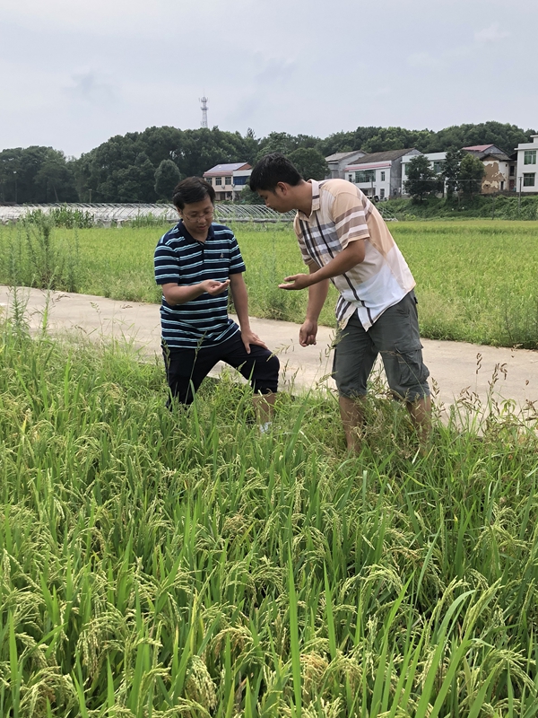 刘双清（左）在田间指导水稻病虫草害防治_副本.jpg