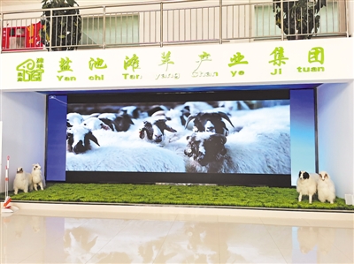 <p>　　　　盐池滩羊产业集团展厅内，播放的滩羊产业情况介绍宣传片。</p>