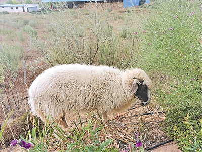 <p>　　　　在盐池县宁鑫生态有机牧场内，滩羊正在吃草。</p>