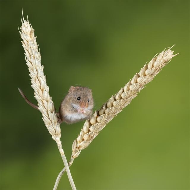 《科学》:用光照射大脑,能消除小鼠记忆