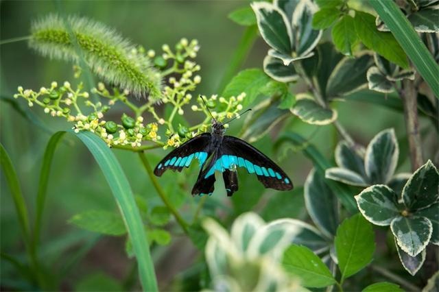 发育过程中的“鳞鳞波浪”，造就了蝴蝶迷人的闪光翅膀