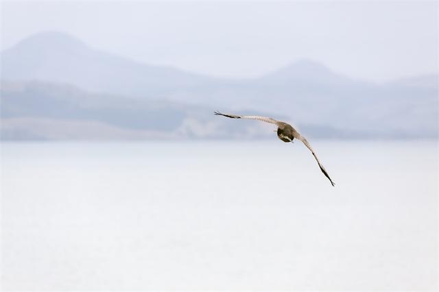 研究发现：信天翁“离婚”频繁，人类难辞其咎