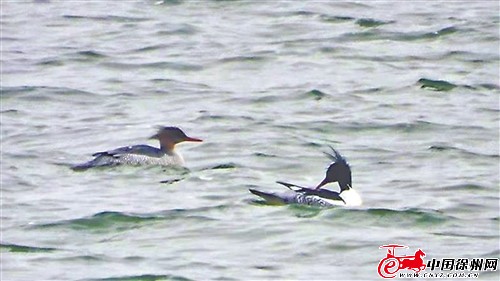 res01_attpic_brief (1).jpg