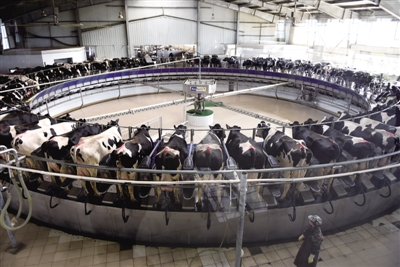 <p> 中环半导体G12单晶硅棒。</p>