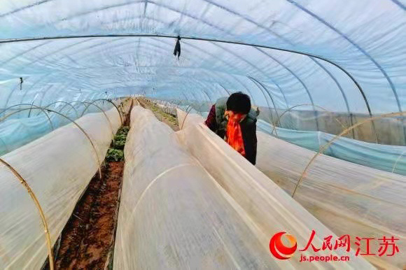 菜农刘孝侠查看西葫芦生长情况。