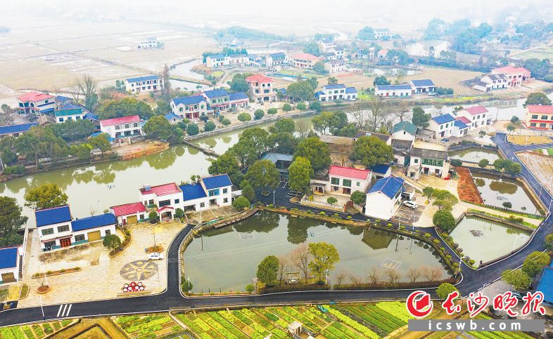 　　而今漫步金树村，道路宽敞平整、池塘垂柳宜人、庭前屋后整洁有序，这个名不见经传的小村落，一口气建设了4个市级美丽宜居村庄，成功创建2021年湖南省美丽乡村示范村。