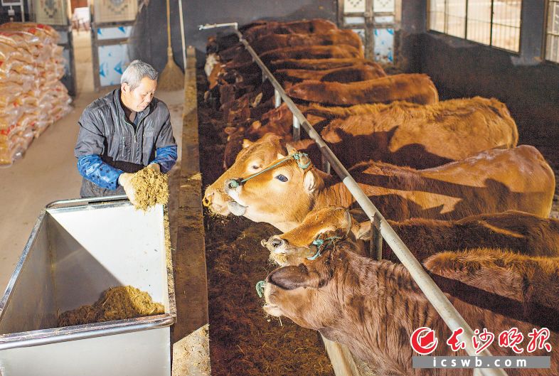 　　望城乌山街道金树村发展养牛产业带动村民致富。　　均为长沙晚报全媒体记者 邹麟 摄