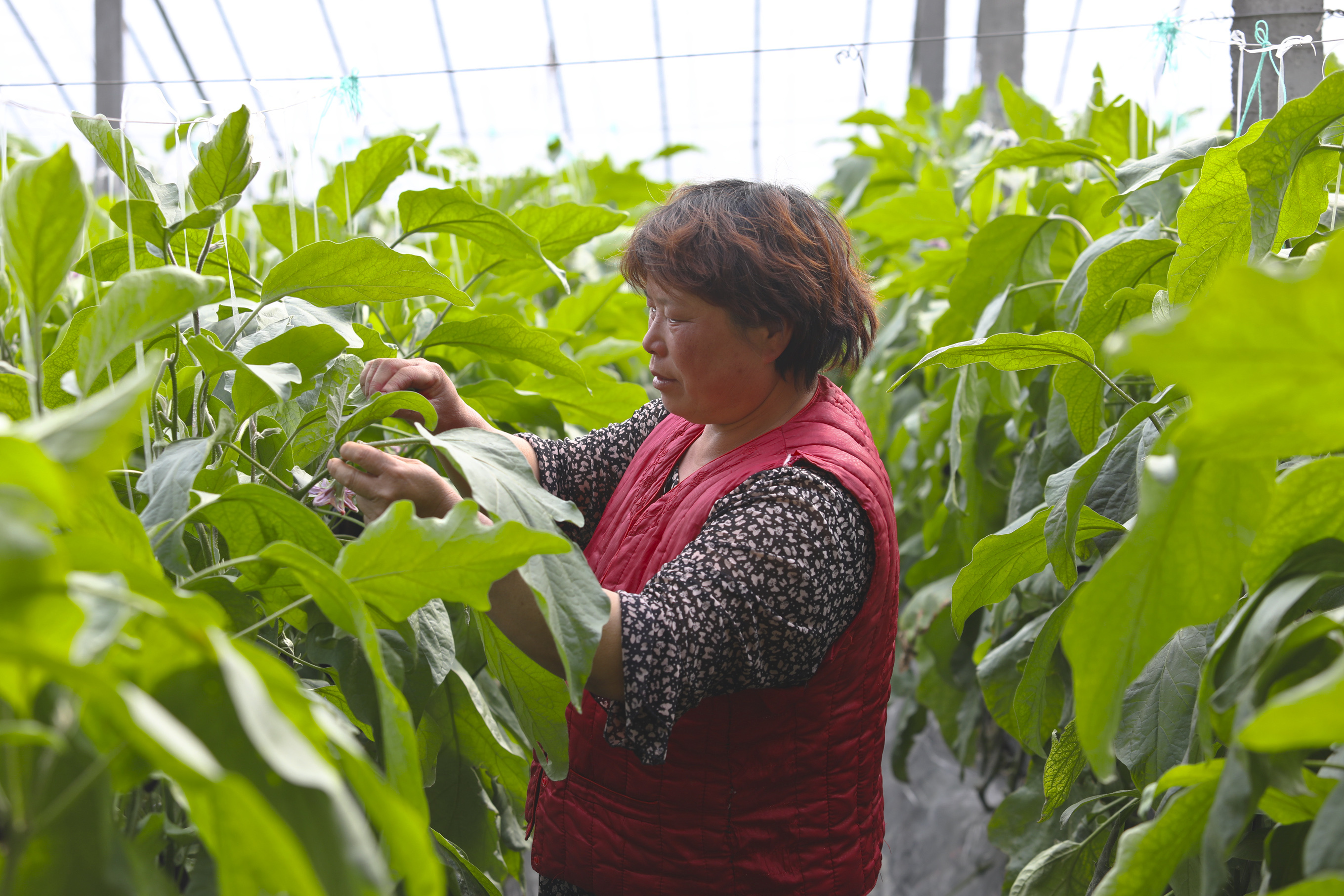 整枝摘叶，保持植株通透。  摄影：刘照富