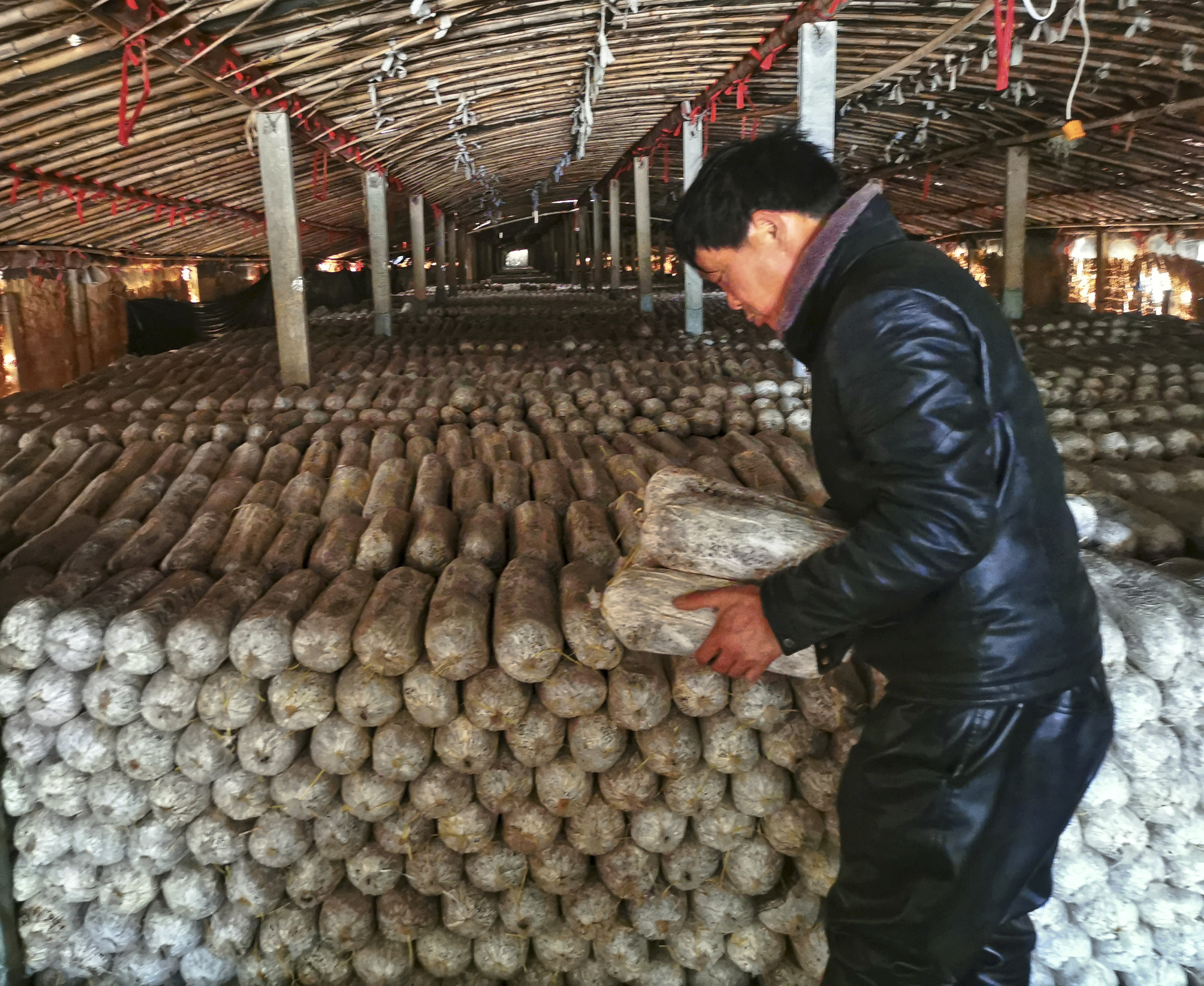 木耳大棚内，种植户正进行木耳菌棒发菌期管理。  摄影：李月娥