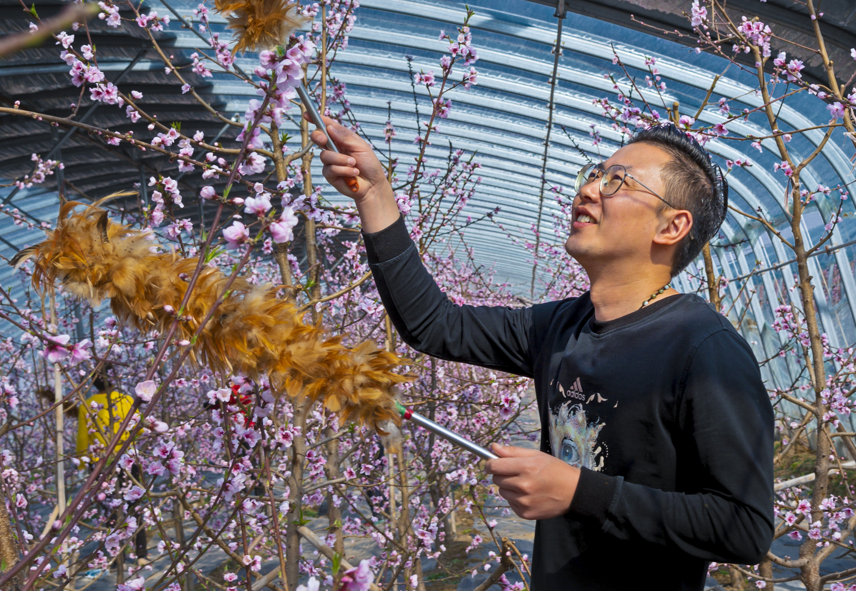 果树大棚内，果农在为桃树授粉。  摄影：郭修站