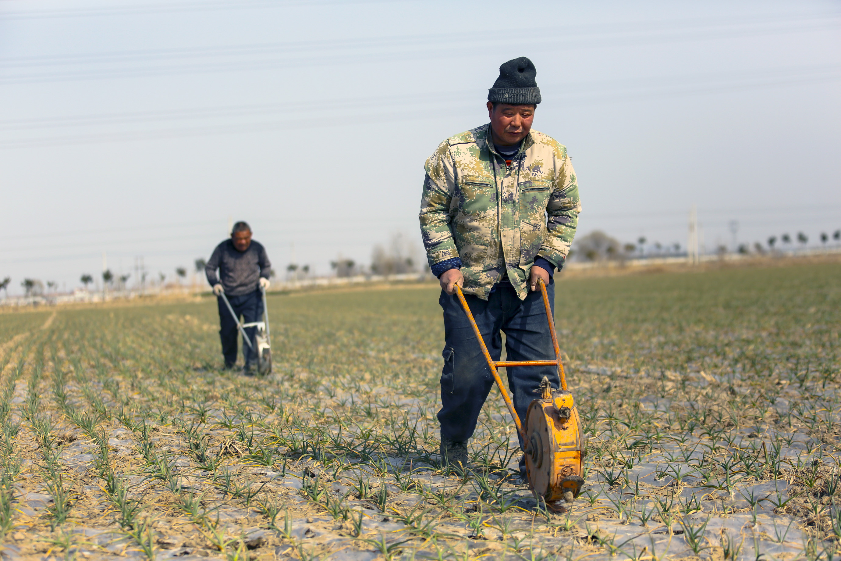蒜农正在为进入返青期的蒜苗施肥。  摄影：高刚