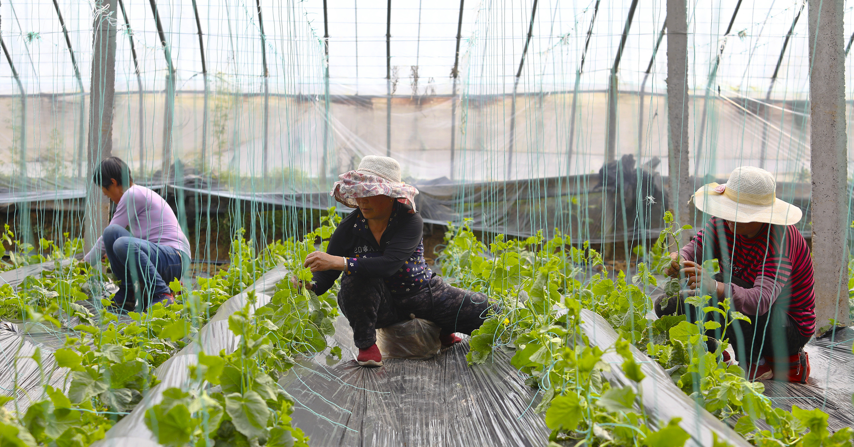 助力瓜秧上架。  摄影：刘照富