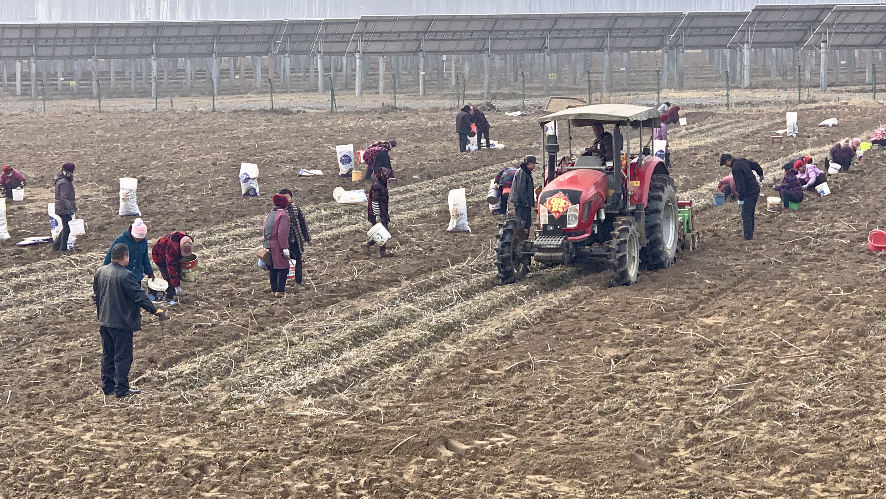 睢宁县魏集镇叶场村农民收获胰岛果。  摄影：崔文超